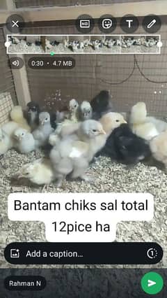 bantam chicks. . 03041727626