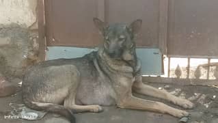 security Dog