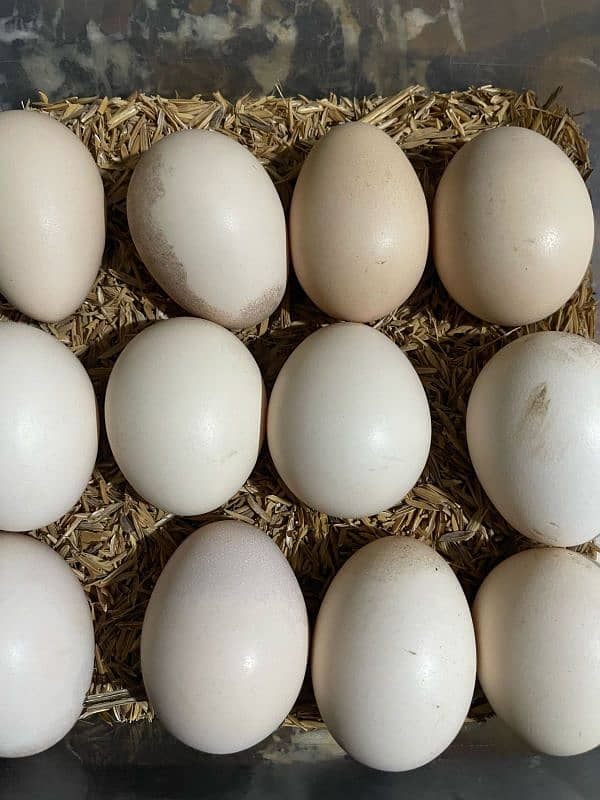 Lasani Eggs available 03096203060 6