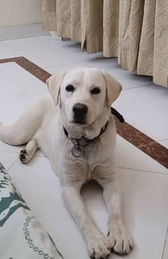 British Lab Full white