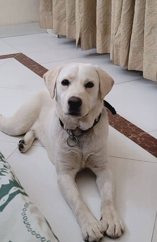 British Lab Full white 0