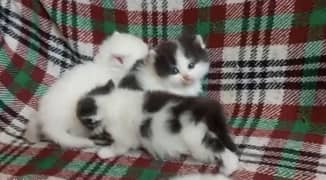 Kittens