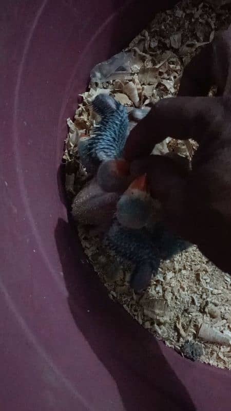 Green ringneck chiks 0