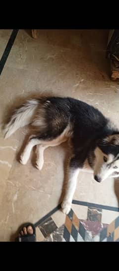 husky dog available for sale