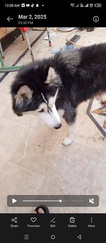 husky dog available for sale 1