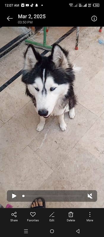 husky dog available for sale 2