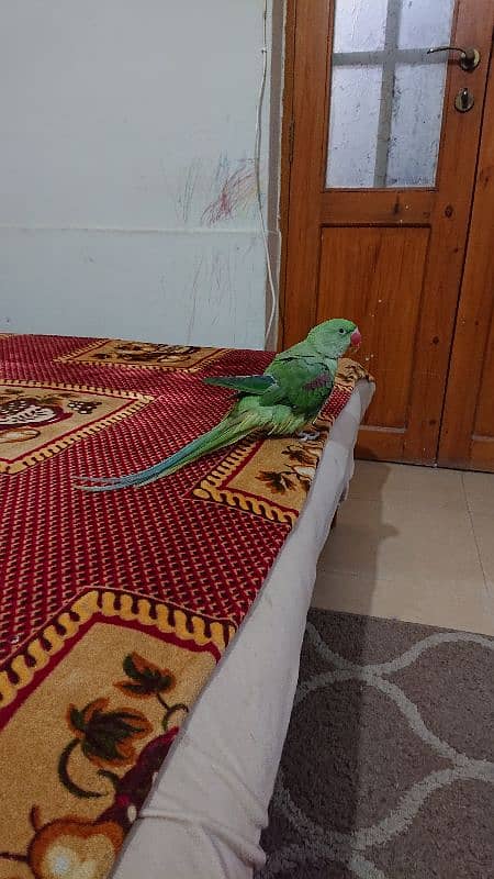 pahari parrot male 12 month hand tamed talkative 0