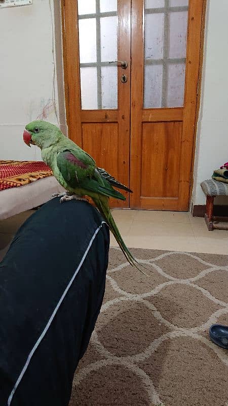 pahari parrot male 12 month hand tamed talkative 1