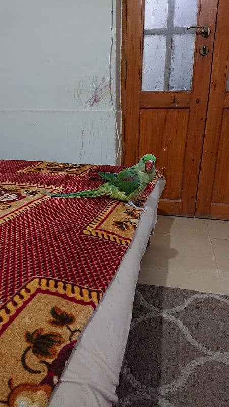 pahari parrot male 12 month hand tamed talkative 3