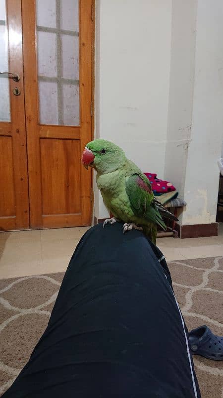 pahari parrot male 12 month hand tamed talkative 4