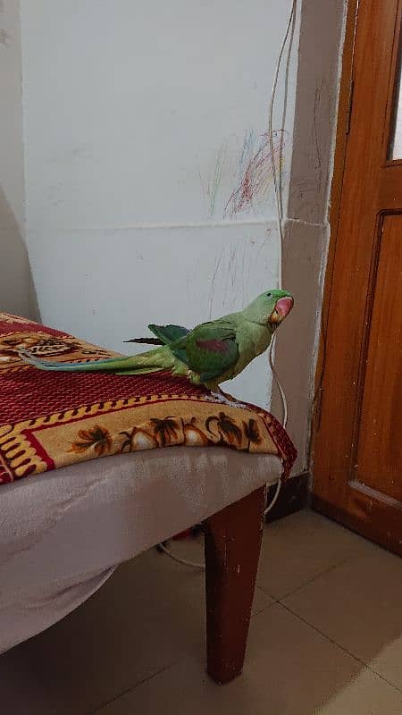 pahari parrot male 12 month hand tamed talkative 5