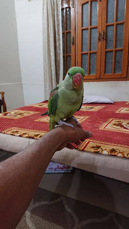 pahari parrot male 12 month hand tamed talkative 6