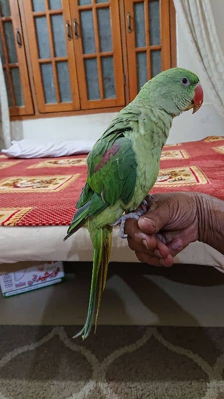 pahari parrot male 12 month hand tamed talkative 7