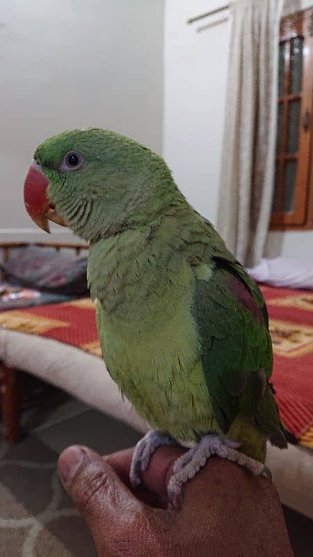 pahari parrot male 12 month hand tamed talkative 8