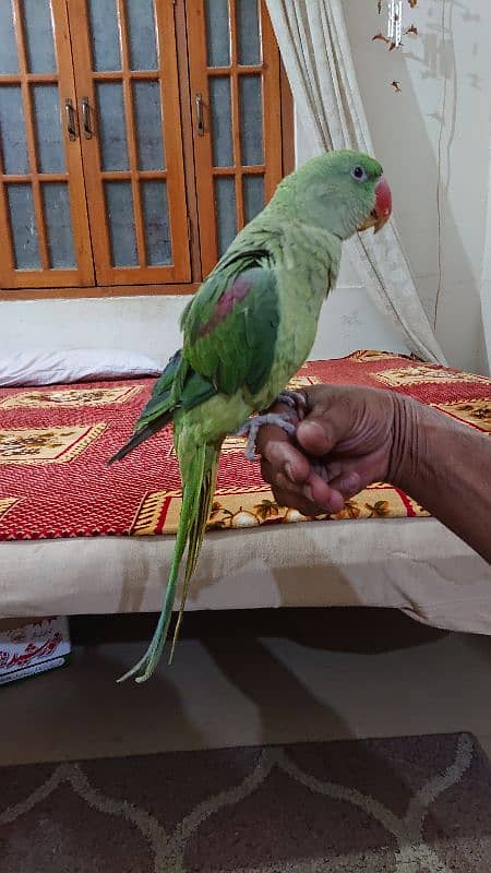 pahari parrot male 12 month hand tamed talkative 9