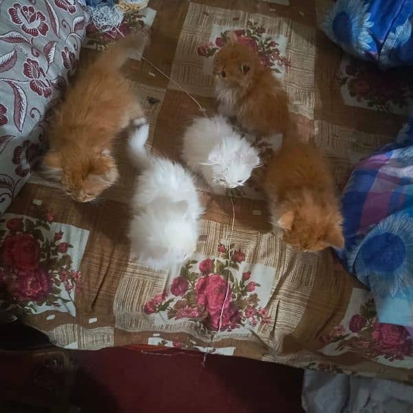 Persian kittens 3