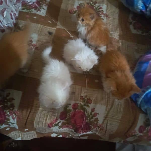 Persian kittens 4