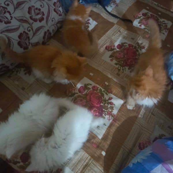 Persian kittens 5