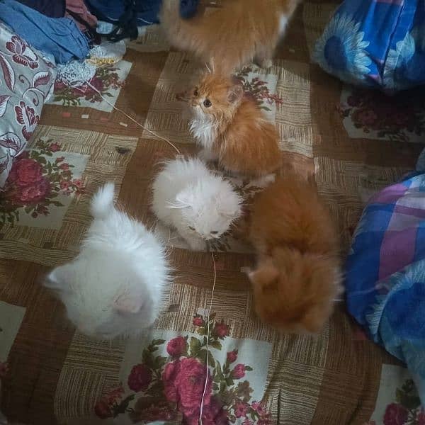 Persian kittens 6