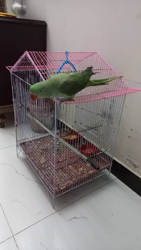 Talking parrot 0