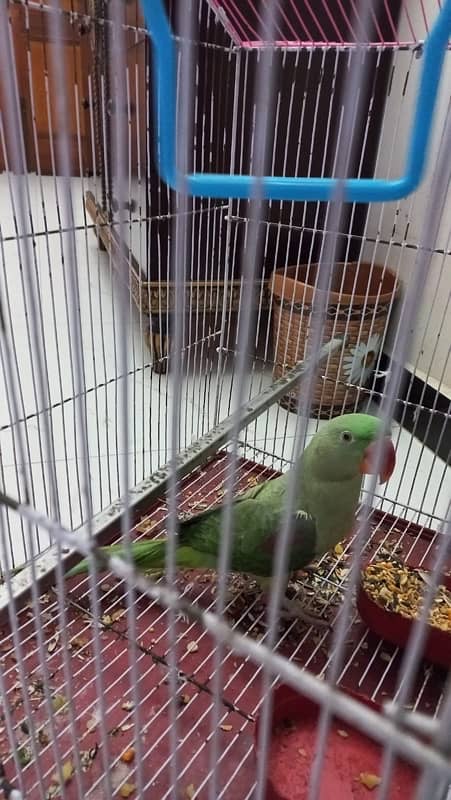 Talking parrot 3