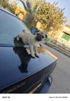 pug