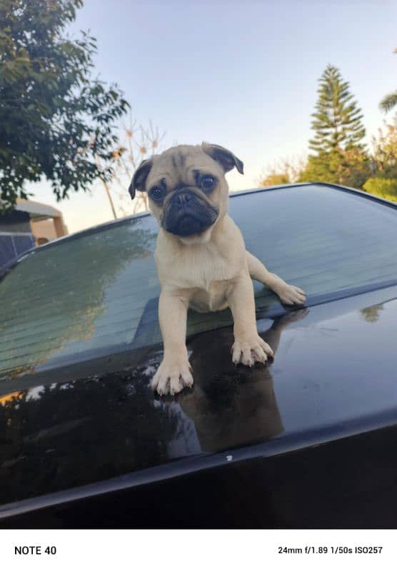 pug puppy male 1