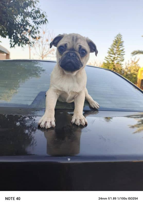 pug puppy male 2