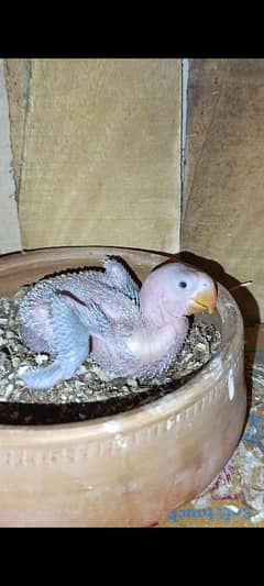 raw parrot chick