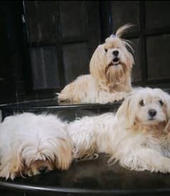 shihtzu toy breed