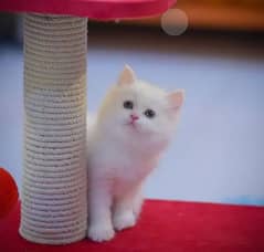 Persian cat 2 month age WhatsApp No 03450224125