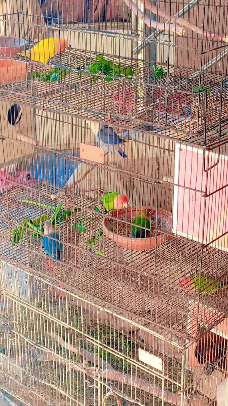 Budgies and Love Birds 1