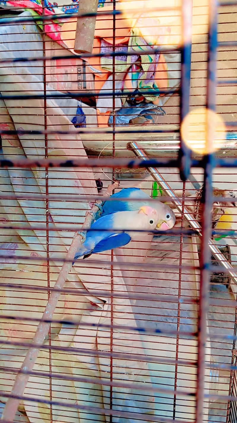 Budgies and Love Birds 4