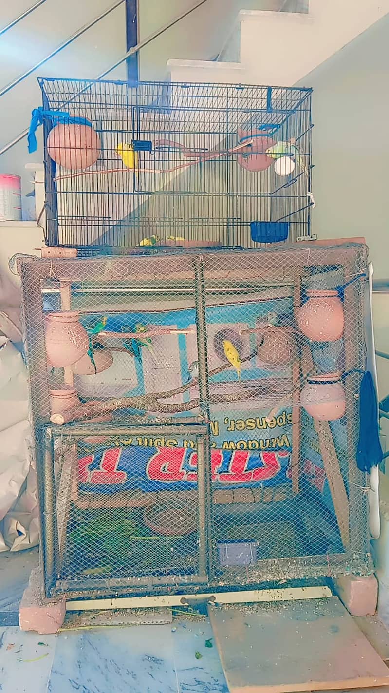 Budgies and Love Birds 10