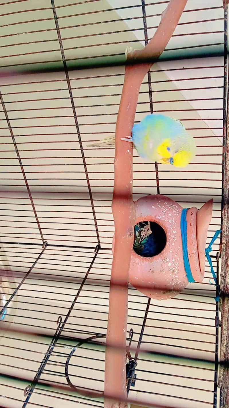 Budgies and Love Birds 12