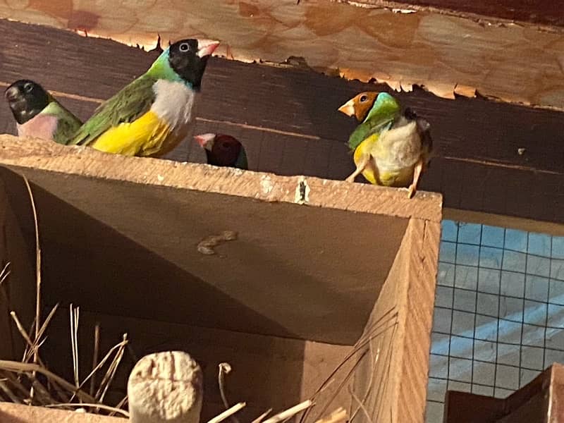 gouldian finches on sale 0