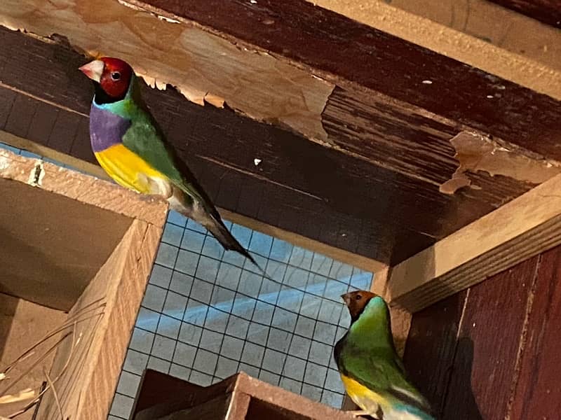 gouldian finches on sale 1