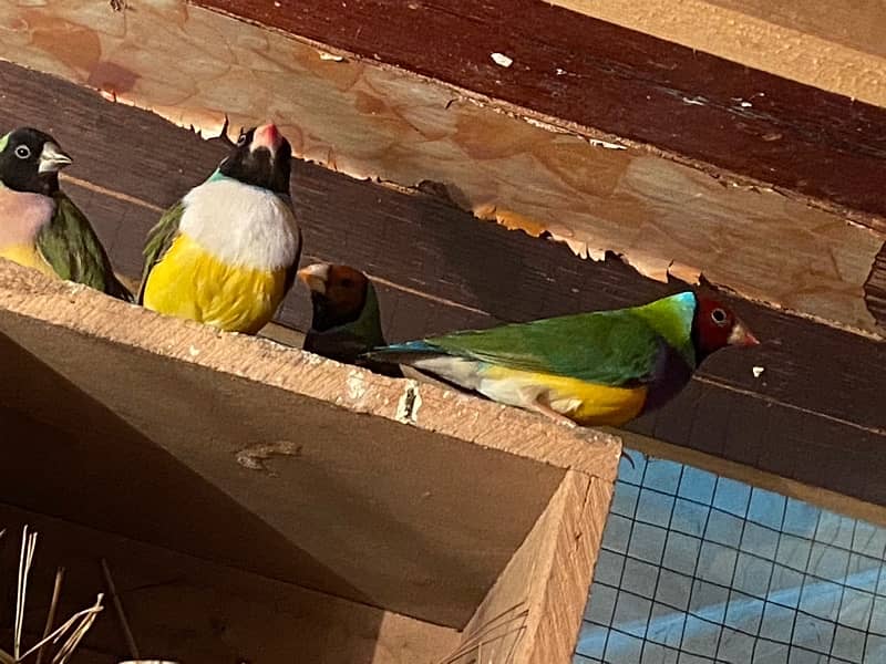 gouldian finches on sale 2