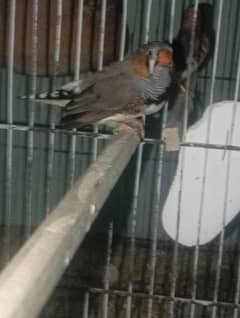 zebra Finch