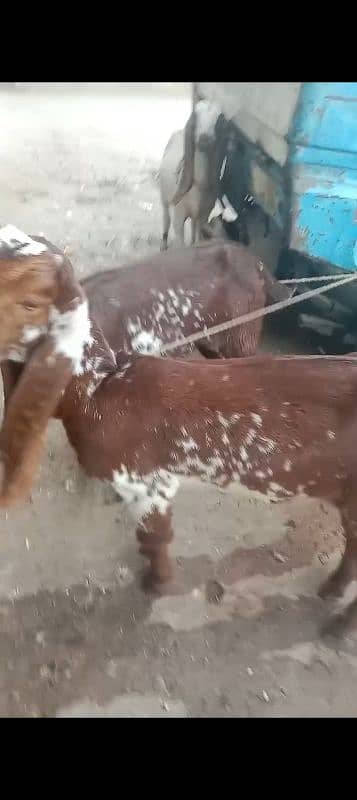 bakri 2 male bachy 0