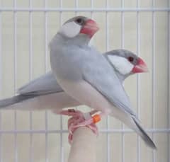 JAVA BIRD PAIR WITH CAGE