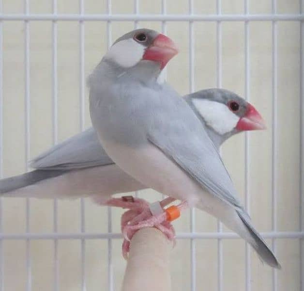 JAVA BIRD PAIR WITH CAGE 0