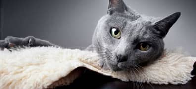 Russian blue