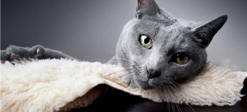 Russian blue 0