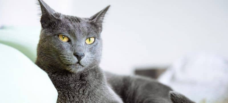 Russian blue 1