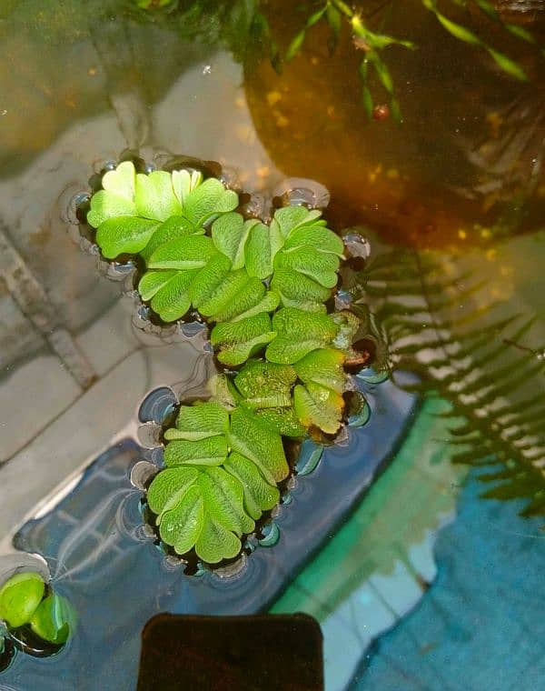 aquatic and ponds plants 1