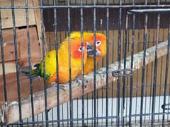 Sun Conure Breeder Pair / سن کونیور بریڈر جوڑا