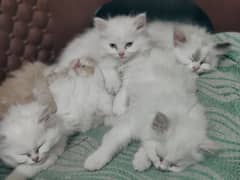 Persian Kittens