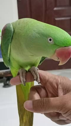 green pairat Kashmiri phardi tota.