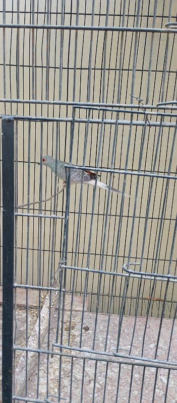 Diamond Dove Breeder Bird 0